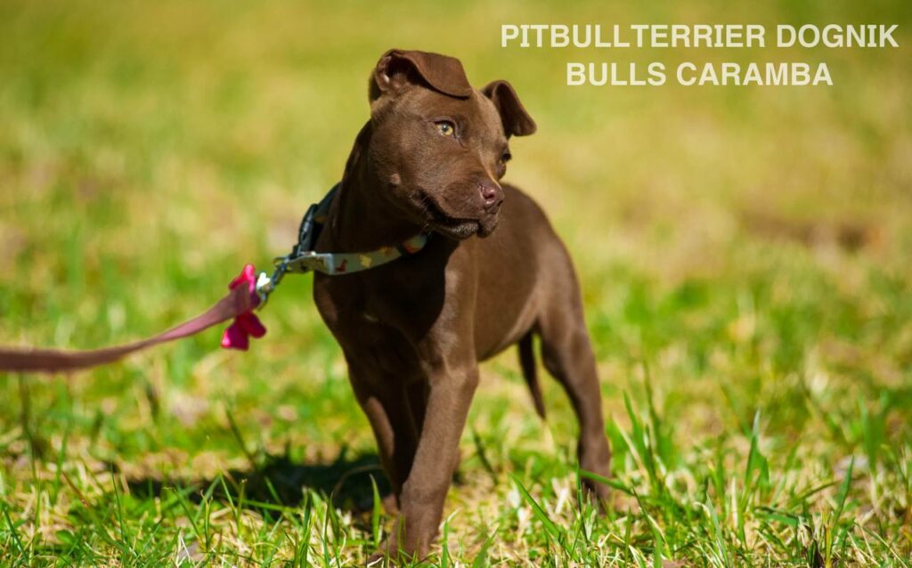 American pitbull terrier Dognik Bulls Caramba. American pitbull terrier kennel "Dognik Bulls"