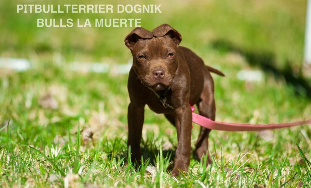 American pitbull terrier puppy Dognik Bulls La Muerte. American pitbull terrier kennel Dognik Bulls