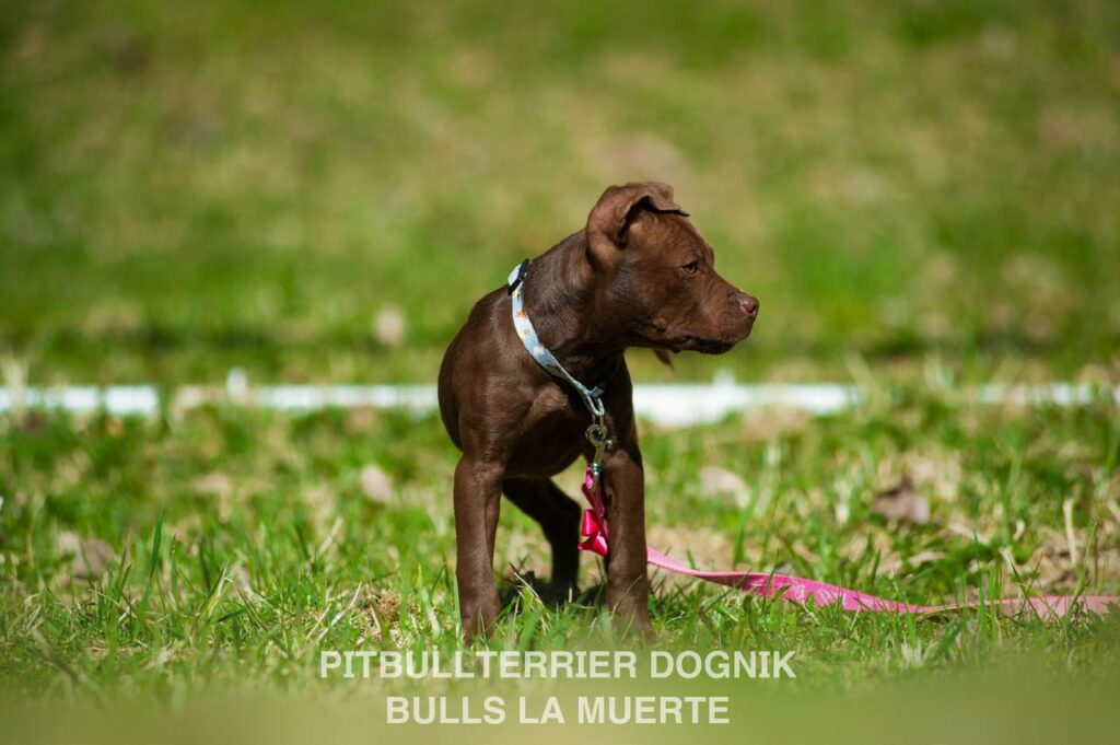 American pitbull terrier puppy Dognik Bulls La Muerte. American pitbull terrier kennel Dognik Bulls
