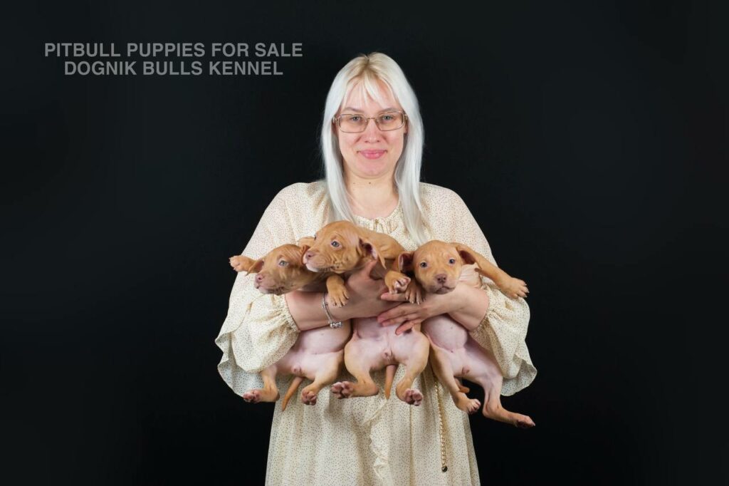 Several red nose Pitbull puppies in breeder’s arms, Dognik Bulls Kennel