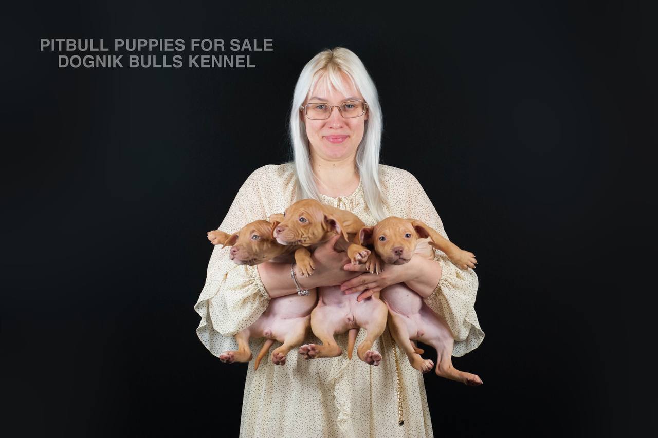 Several red nose Pitbull puppies in breeder’s arms, Dognik Bulls Kennel