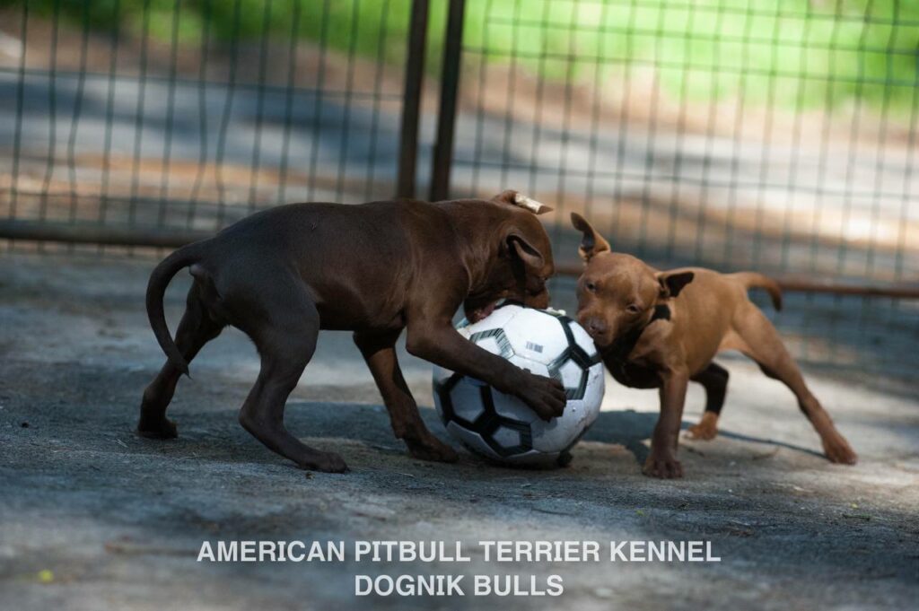 Rednose chocolate american pitbull terrier puppies for sale right now. From reputable pitbull kennel "Dognik Bulls". Born 29.12.2025. Parents: Dognik Bulls Highway to Hell x Demosfen