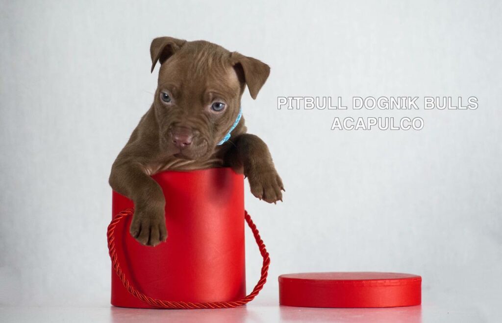 American pitbull terrier puppies for sale. Born December, 29 2025. Ready to go to new homes. Vaccinated, microchipped, EU pet passport, ADBA pedigree. Pitbull kennel Europe- Dognik Bulls