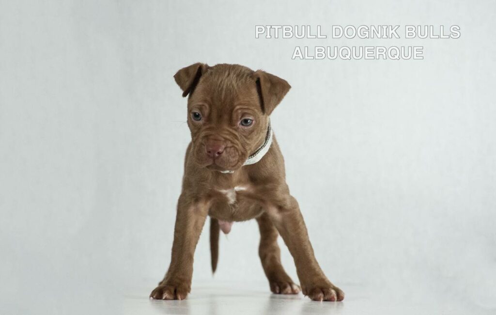 American pitbull terrier puppies for sale. Born December, 29 2025. Ready to go to new homes. Vaccinated, microchipped, EU pet passport, ADBA pedigree. Pitbull kennel Europe- Dognik Bulls