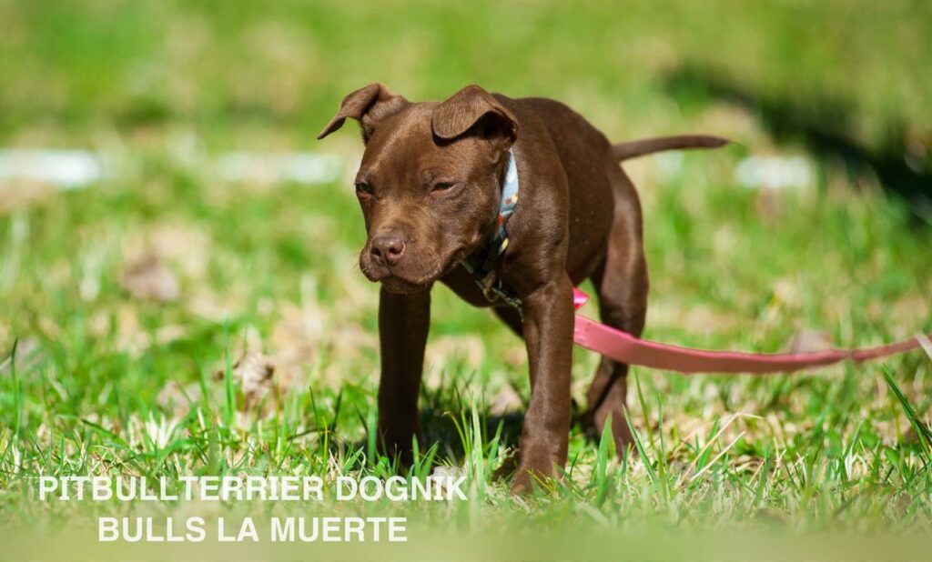 American pitbull terrier puppy Dognik Bulls La Muerte. American pitbull terrier kennel Dognik Bulls