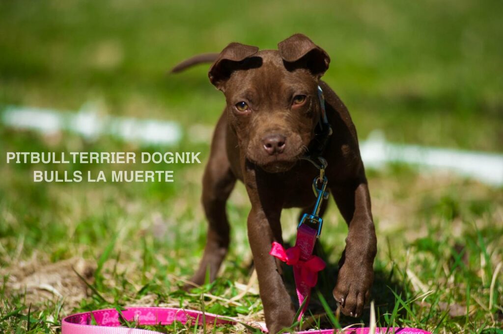 American pitbull terrier puppy Dognik Bulls La Muerte. American pitbull terrier kennel Dognik Bulls
