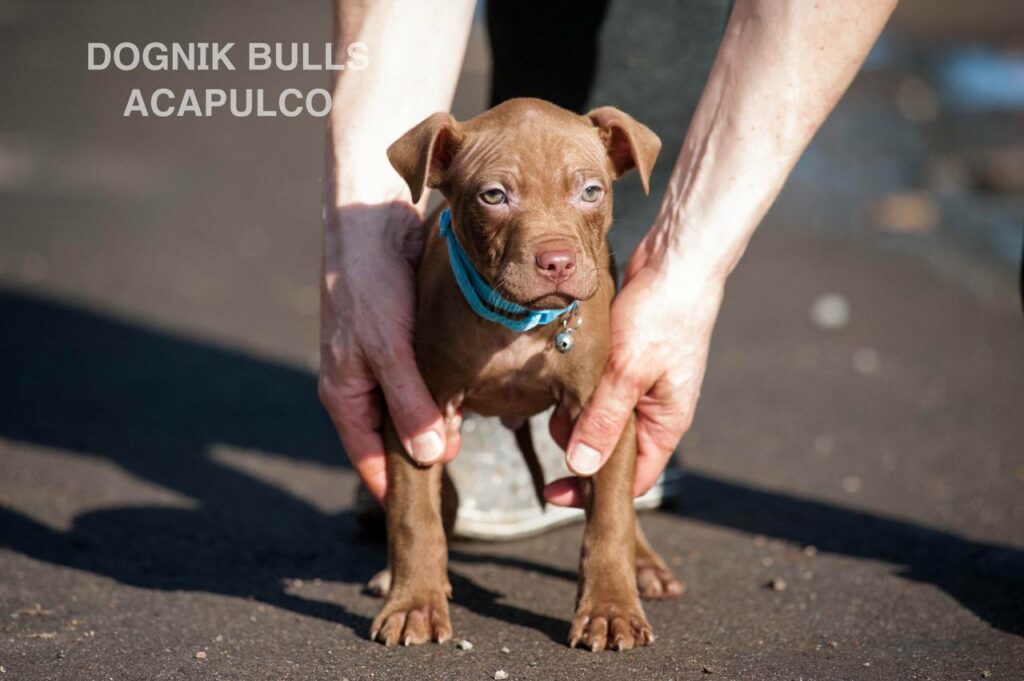 American pitbull terrier puppies from European kennel Dognik Bulls. Chocolate rednose pitbull puppies for sale. Pitbull terrier kennel Europe Dognik Bulls