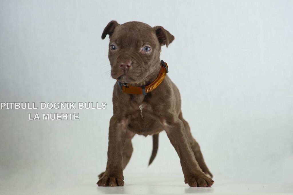 American pitbull terrier puppies for sale. Born December, 29 2025. Ready to go to new homes. Vaccinated, microchipped, EU pet passport, ADBA pedigree. Pitbull kennel Europe- Dognik Bulls