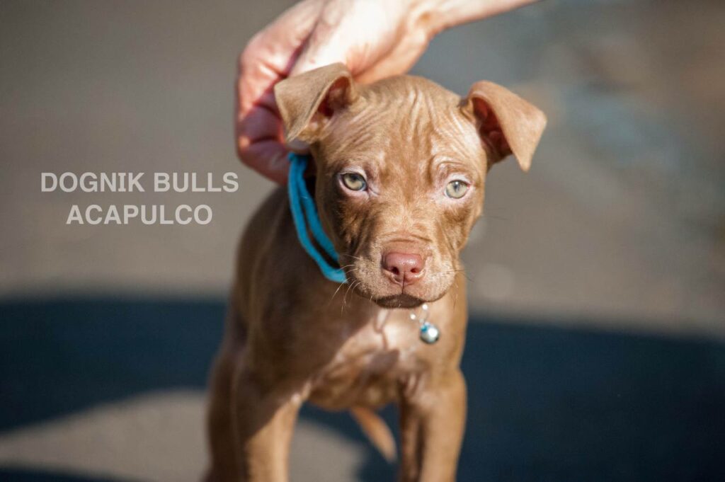 American pitbull terrier puppies from European kennel Dognik Bulls. Chocolate rednose pitbull puppies for sale. Pitbull terrier kennel Europe Dognik Bulls