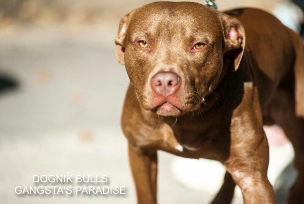 American pitbull terrier for sale. Dognik Bulls kennel from Europe. Male puppy full vaccinated, with pedigree, EU pet passport, microchipped. Born from breeding that was done in Poland. Ready to go to new family. Professional kennel that works with american pitbull terriers- Dognik Bulls. We know where to buy pitbull puppy from kennel