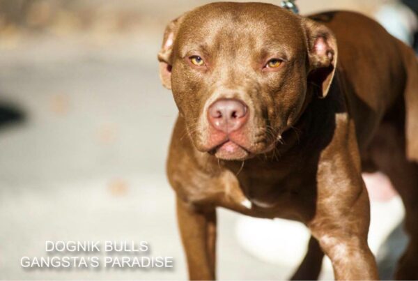 American pitbull terrier for sale. Dognik Bulls kennel from Europe. Male puppy full vaccinated, with pedigree, EU pet passport, microchipped. Born from breeding that was done in Poland. Ready to go to new family. Professional kennel that works with american pitbull terriers- Dognik Bulls. We know where to buy pitbull puppy from kennel