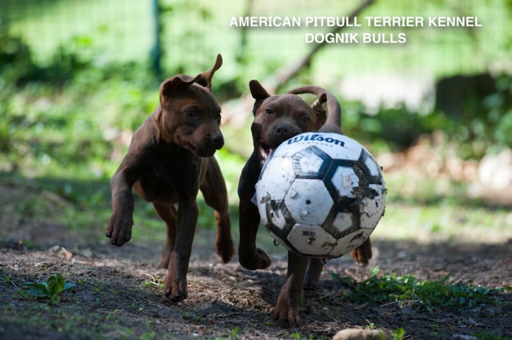 Rednose chocolate american pitbull terrier puppies for sale right now. From reputable pitbull kennel "Dognik Bulls". Born 29.12.2025. Parents: Dognik Bulls Highway to Hell x Demosfen