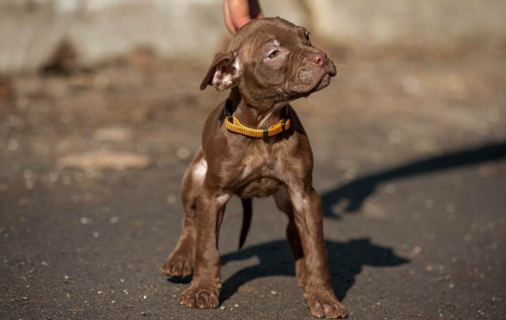 American pitbull terrier puppies from European kennel Dognik Bulls. Chocolate rednose pitbull puppies for sale. Pitbull terrier kennel Europe Dognik Bulls