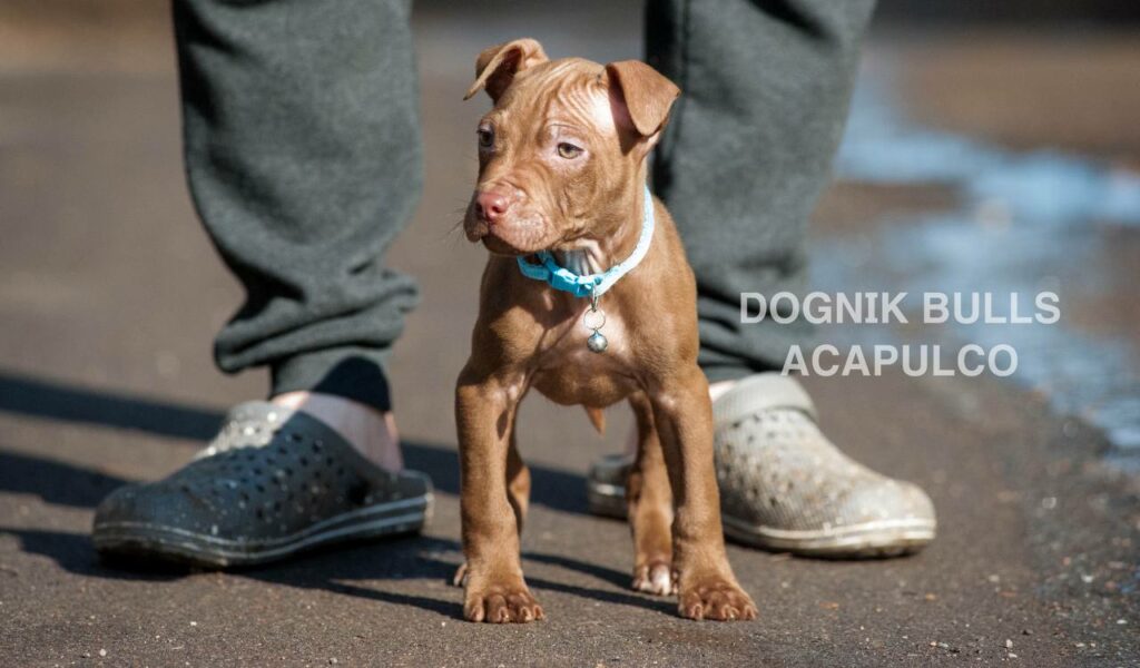 American pitbull terrier puppies from European kennel Dognik Bulls. Chocolate rednose pitbull puppies for sale. Pitbull terrier kennel Europe Dognik Bulls
