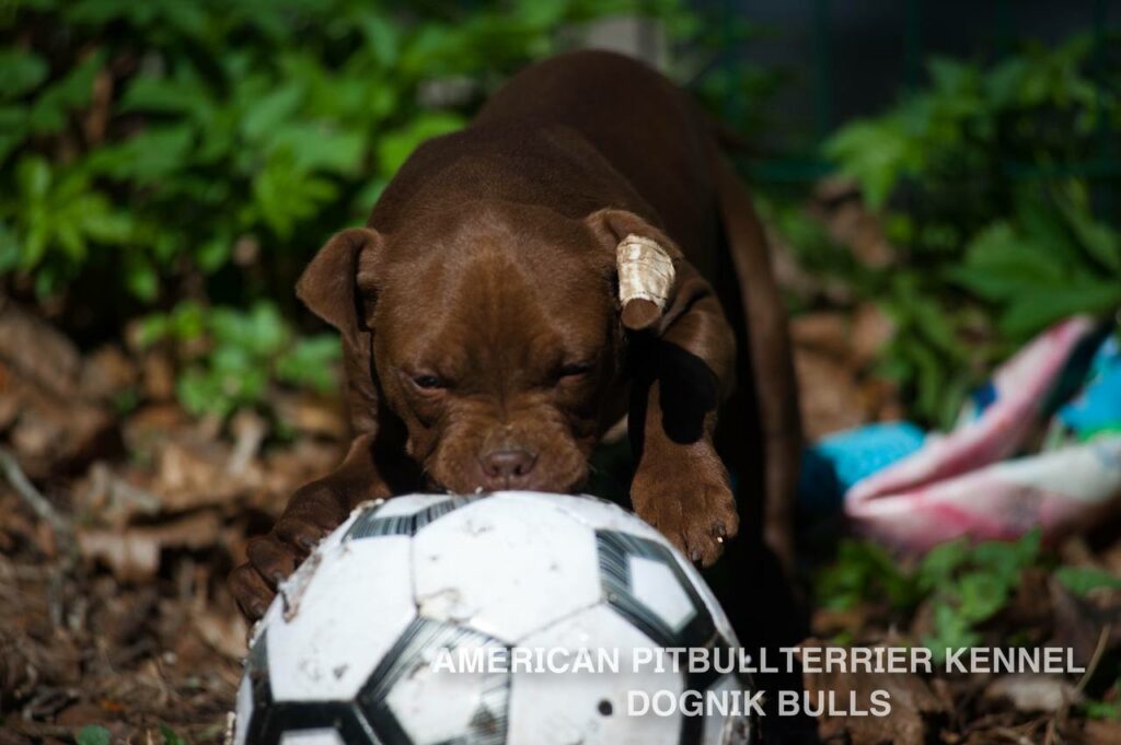 Rednose chocolate american pitbull terrier puppies for sale right now. From reputable pitbull kennel "Dognik Bulls". Born 29.12.2025. Parents: Dognik Bulls Highway to Hell x Demosfen