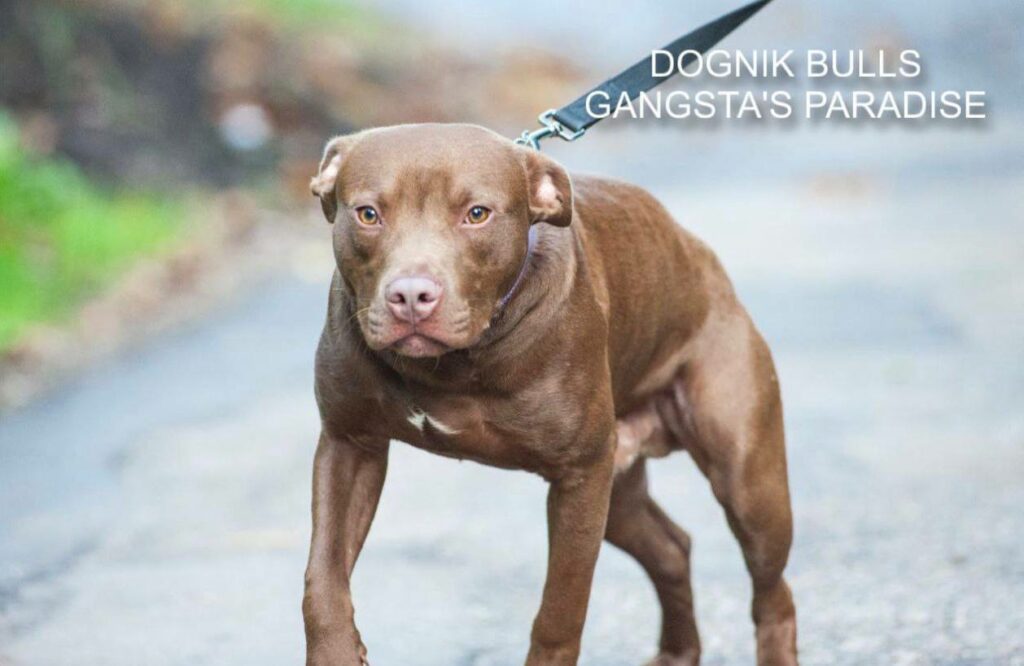 American pitbull terrier for sale. Dognik Bulls kennel from Europe. Male puppy full vaccinated, with pedigree, EU pet passport, microchipped. Born from breeding that was done in Poland. Ready to go to new family. Professional kennel that works with american pitbull terriers- Dognik Bulls. We know where to buy pitbull puppy from kennel