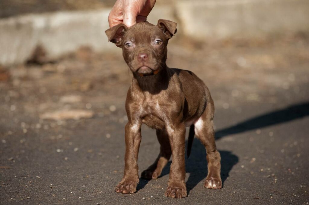 American pitbull terrier puppies from European kennel Dognik Bulls. Chocolate rednose pitbull puppies for sale. Pitbull terrier kennel Europe Dognik Bulls