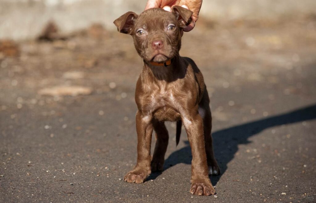 American pitbull terrier puppies from European kennel Dognik Bulls. Chocolate rednose pitbull puppies for sale. Pitbull terrier kennel Europe Dognik Bulls