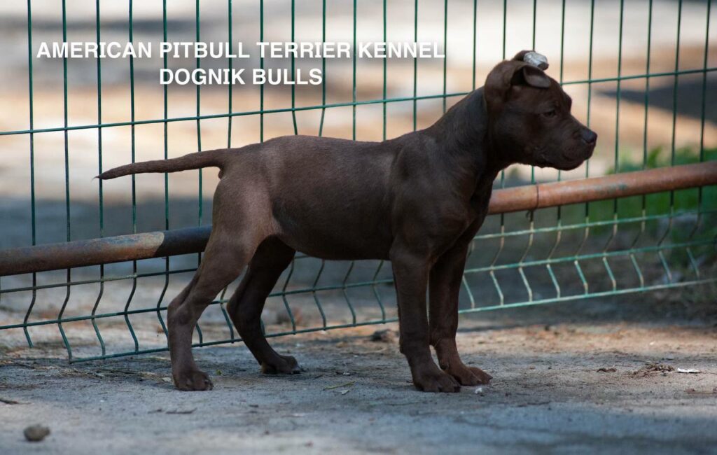 Rednose chocolate american pitbull terrier puppies for sale right now. From reputable pitbull kennel "Dognik Bulls". Born 29.12.2025. Parents: Dognik Bulls Highway to Hell x Demosfen