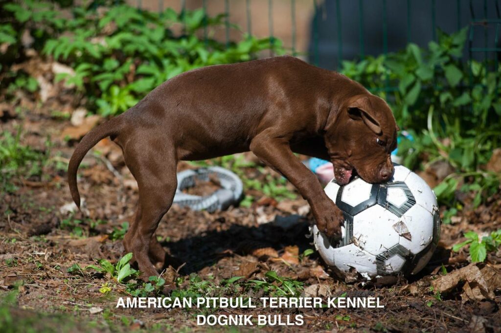 Rednose chocolate american pitbull terrier puppies for sale right now. From reputable pitbull kennel "Dognik Bulls". Born 29.12.2025. Parents: Dognik Bulls Highway to Hell x Demosfen