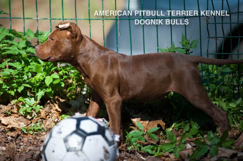 Rednose chocolate american pitbull terrier puppies for sale right now. From reputable pitbull kennel "Dognik Bulls". Born 29.12.2025. Parents: Dognik Bulls Highway to Hell x Demosfen