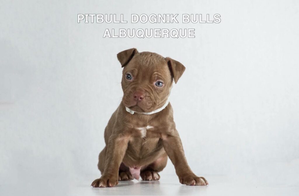 American pitbull terrier puppies for sale. Born December, 29 2025. Ready to go to new homes. Vaccinated, microchipped, EU pet passport, ADBA pedigree. Pitbull kennel Europe- Dognik Bulls