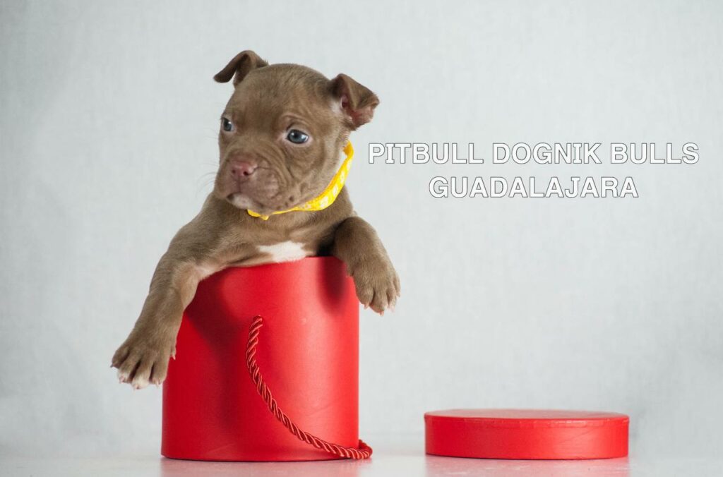 American pitbull terrier puppies for sale. Born December, 29 2025. Ready to go to new homes. Vaccinated, microchipped, EU pet passport, ADBA pedigree. Pitbull kennel Europe- Dognik Bulls