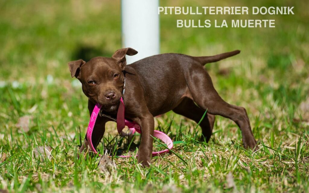 American pitbull terrier puppy Dognik Bulls La Muerte. American pitbull terrier kennel Dognik Bulls