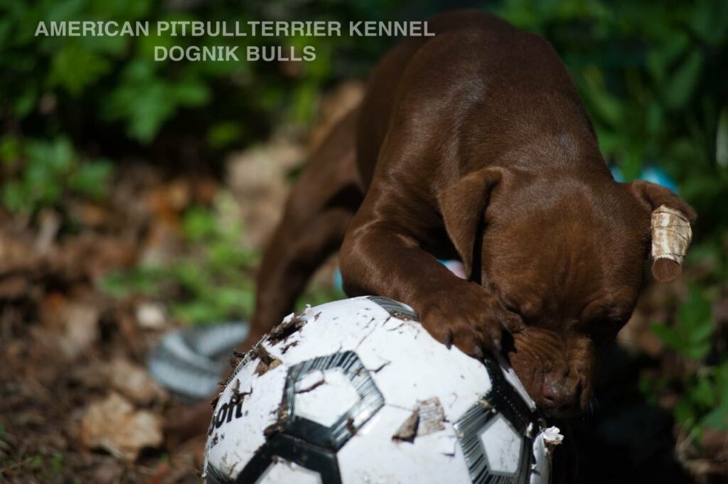 Rednose chocolate american pitbull terrier puppies for sale right now. From reputable pitbull kennel "Dognik Bulls". Born 29.12.2025. Parents: Dognik Bulls Highway to Hell x Demosfen