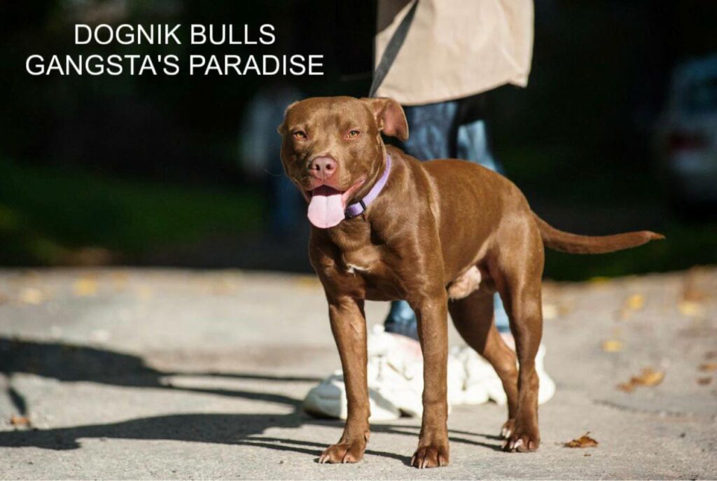 American pitbull terrier for sale. Dognik Bulls kennel from Europe. Male puppy full vaccinated, with pedigree, EU pet passport, microchipped. Born from breeding that was done in Poland. Ready to go to new family. Professional kennel that works with american pitbull terriers- Dognik Bulls. We know where to buy pitbull puppy from kennel
