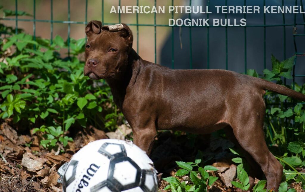 Rednose chocolate american pitbull terrier puppies for sale right now. From reputable pitbull kennel "Dognik Bulls". Born 29.12.2025. Parents: Dognik Bulls Highway to Hell x Demosfen