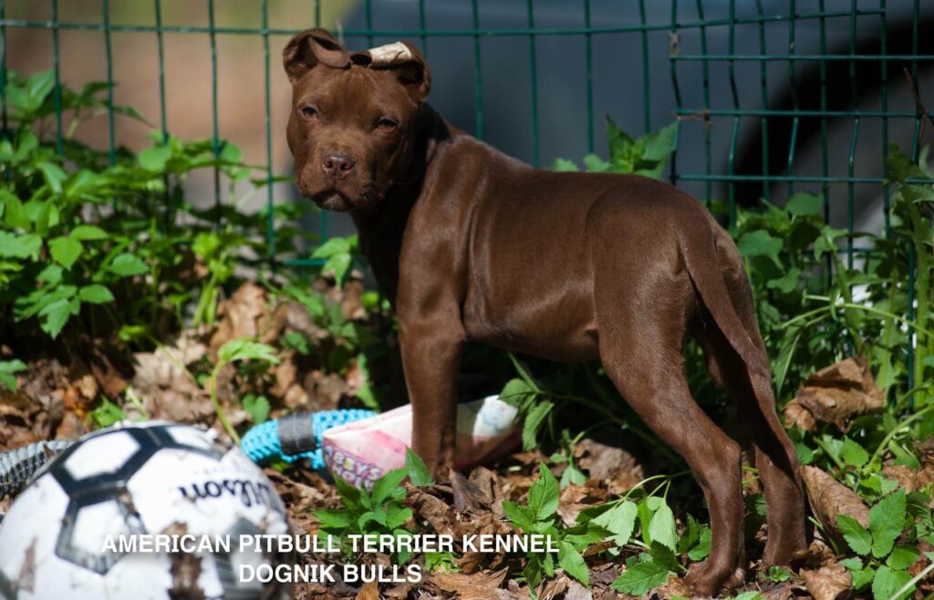 Rednose chocolate american pitbull terrier puppies for sale right now. From reputable pitbull kennel "Dognik Bulls". Born 29.12.2025. Parents: Dognik Bulls Highway to Hell x Demosfen