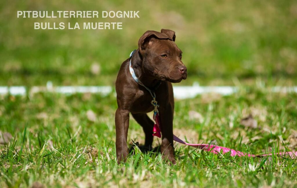 American pitbull terrier puppy Dognik Bulls La Muerte. American pitbull terrier kennel Dognik Bulls
