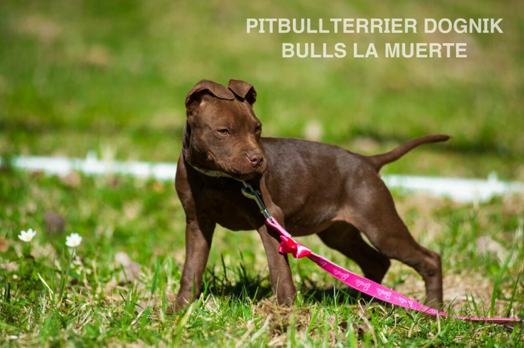 American pitbull terrier puppy Dognik Bulls La Muerte. American pitbull terrier kennel Dognik Bulls