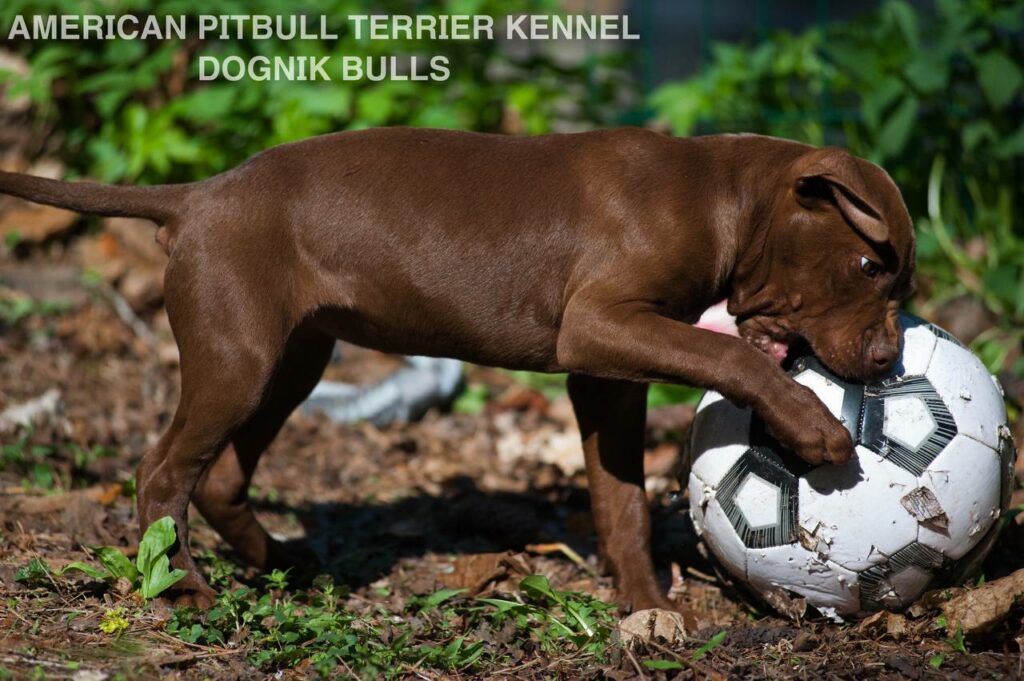 Rednose chocolate american pitbull terrier puppies for sale right now. From reputable pitbull kennel "Dognik Bulls". Born 29.12.2025. Parents: Dognik Bulls Highway to Hell x Demosfen