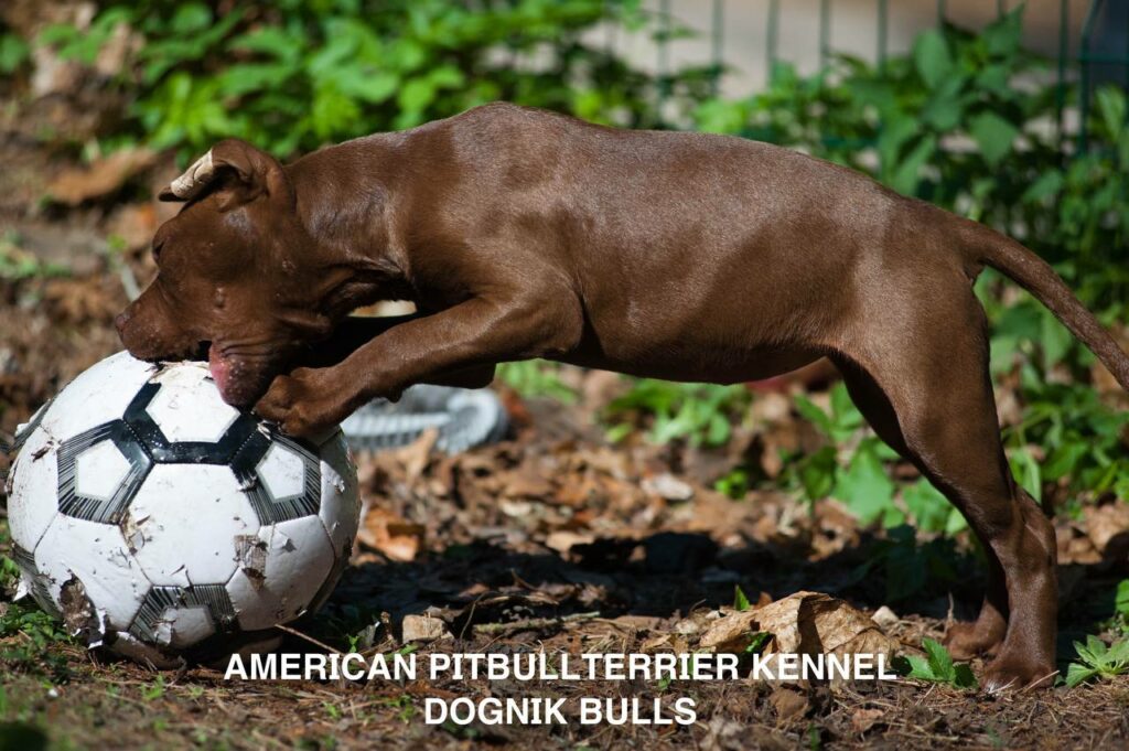 Rednose chocolate american pitbull terrier puppies for sale right now. From reputable pitbull kennel "Dognik Bulls". Born 29.12.2025. Parents: Dognik Bulls Highway to Hell x Demosfen