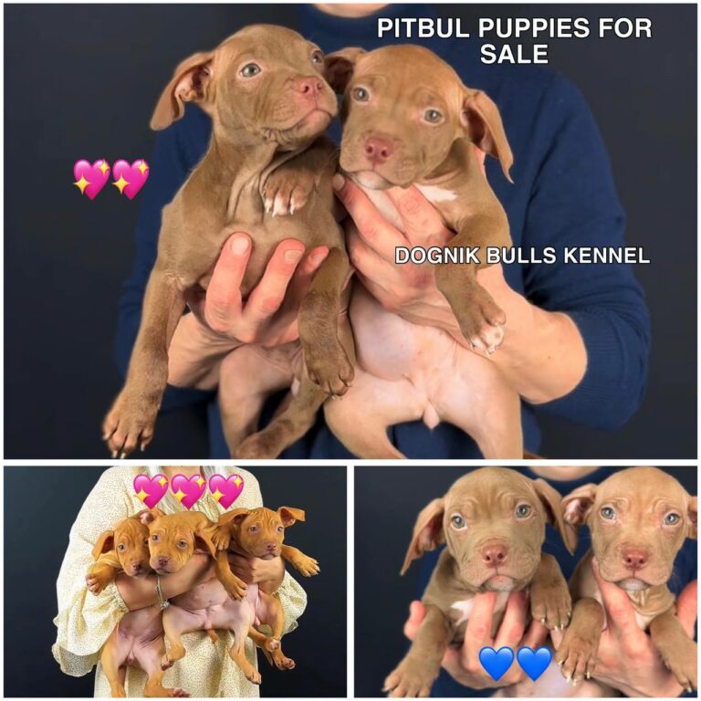 American pitbull terrier puppies for sale, born in Dognik Bulls kennel. Ready to go to new homes all over the world