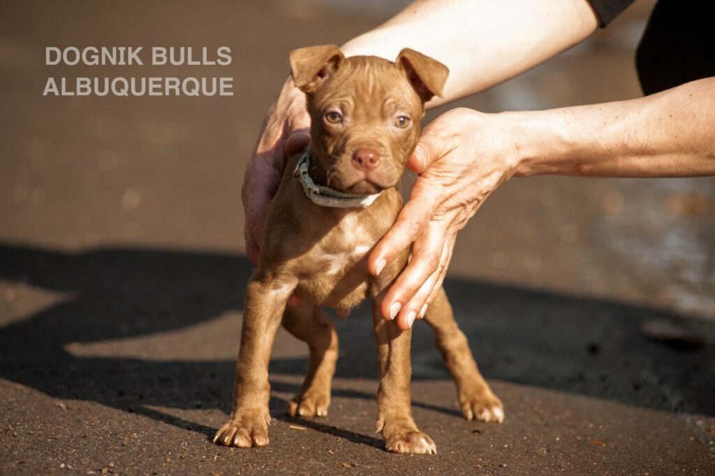 American pitbull terrier puppies from European kennel Dognik Bulls. Chocolate rednose pitbull puppies for sale. Pitbull terrier kennel Europe Dognik Bulls