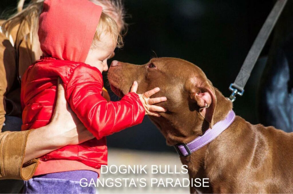 American pitbull terrier for sale. Dognik Bulls kennel from Europe. Male puppy full vaccinated, with pedigree, EU pet passport, microchipped. Born from breeding that was done in Poland. Ready to go to new family. Professional kennel that works with american pitbull terriers- Dognik Bulls. We know where to buy pitbull puppy from kennel