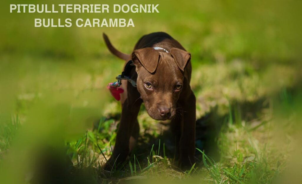 American pitbull terrier Dognik Bulls Caramba. American pitbull terrier kennel "Dognik Bulls"