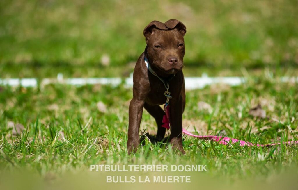 American pitbull terrier puppy Dognik Bulls La Muerte. American pitbull terrier kennel Dognik Bulls
