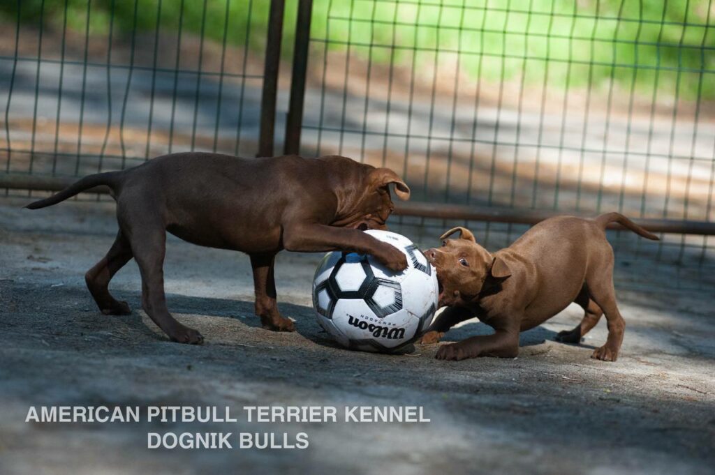 Rednose chocolate american pitbull terrier puppies for sale right now. From reputable pitbull kennel "Dognik Bulls". Born 29.12.2025. Parents: Dognik Bulls Highway to Hell x Demosfen