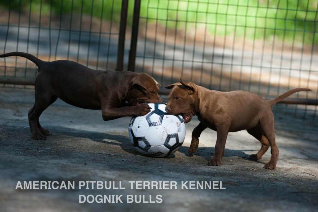 Rednose chocolate american pitbull terrier puppies for sale right now. From reputable pitbull kennel "Dognik Bulls". Born 29.12.2025. Parents: Dognik Bulls Highway to Hell x Demosfen
