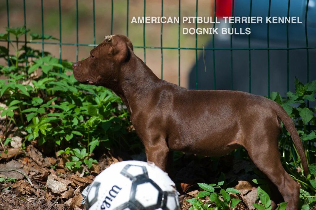 Rednose chocolate american pitbull terrier puppies for sale right now. From reputable pitbull kennel "Dognik Bulls". Born 29.12.2025. Parents: Dognik Bulls Highway to Hell x Demosfen
