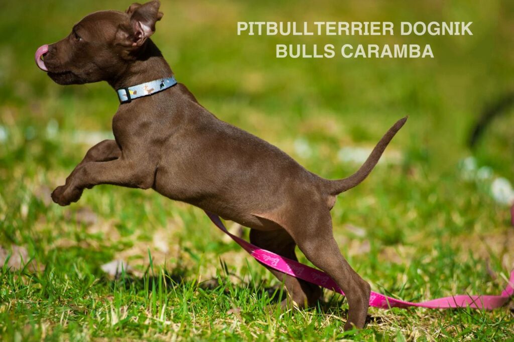 American pitbull terrier Dognik Bulls Caramba. American pitbull terrier kennel "Dognik Bulls"