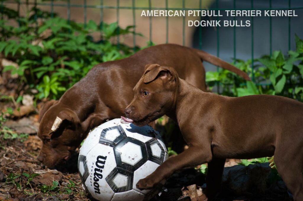 Rednose chocolate american pitbull terrier puppies for sale right now. From reputable pitbull kennel "Dognik Bulls". Born 29.12.2025. Parents: Dognik Bulls Highway to Hell x Demosfen