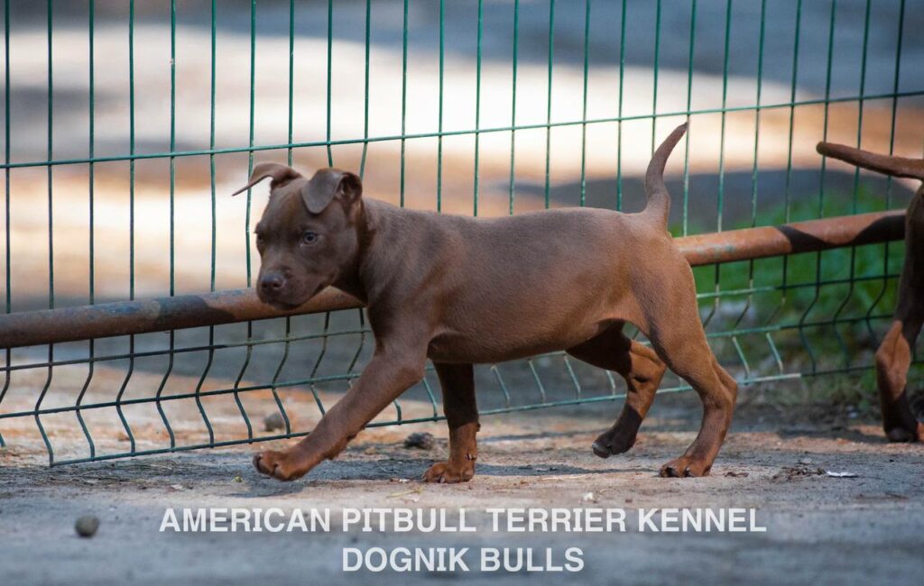 Rednose chocolate american pitbull terrier puppies for sale right now. From reputable pitbull kennel "Dognik Bulls". Born 29.12.2025. Parents: Dognik Bulls Highway to Hell x Demosfen
