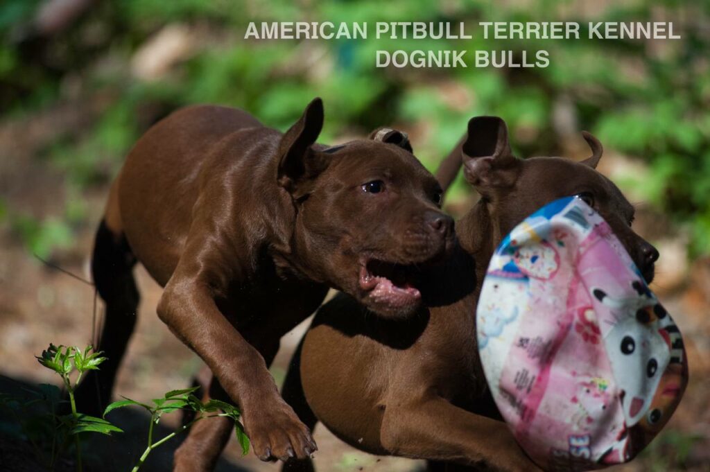Rednose chocolate american pitbull terrier puppies for sale right now. From reputable pitbull kennel "Dognik Bulls". Born 29.12.2025. Parents: Dognik Bulls Highway to Hell x Demosfen