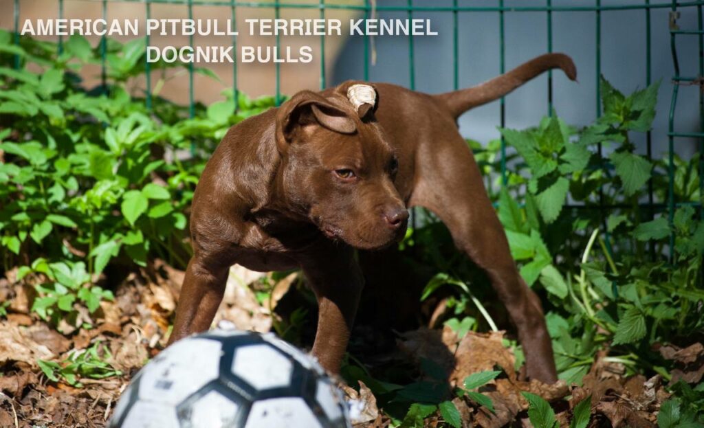 Rednose chocolate american pitbull terrier puppies for sale right now. From reputable pitbull kennel "Dognik Bulls". Born 29.12.2025. Parents: Dognik Bulls Highway to Hell x Demosfen
