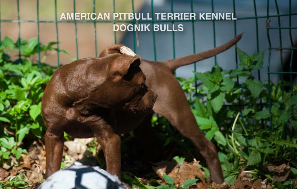 Rednose chocolate american pitbull terrier puppies for sale right now. From reputable pitbull kennel "Dognik Bulls". Born 29.12.2025. Parents: Dognik Bulls Highway to Hell x Demosfen
